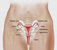 Checking Your Cervix for Dilation: A Guide