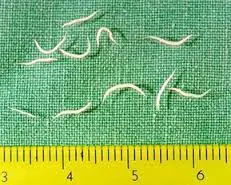 pinworms symptoms and treatment kids