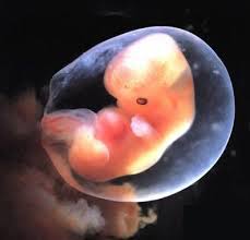 6 weeks pregnant baby