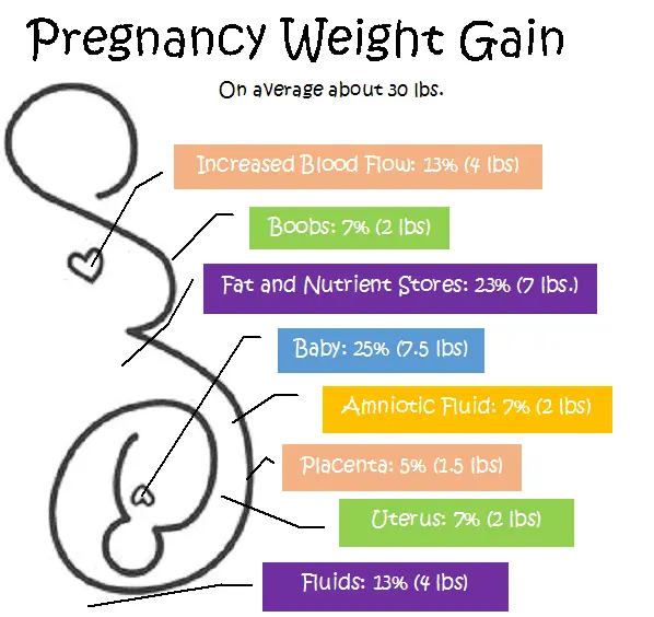pregnancy weight gain chart