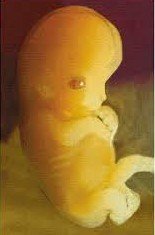 9 weeks pregnant fetus