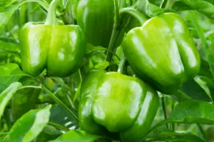 bell pepper An overview of the best and worst bell pepper companion plants