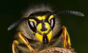 wasp sting treatment