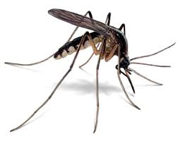 natural mosquito repellants