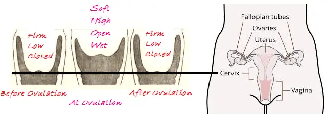 when do you ovulate cervical position