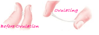 When Do You Ovulate? Ovulation Symptoms, Prediction Tools ...