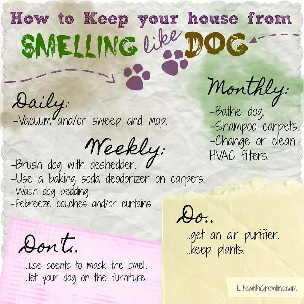 dog smell house checklist