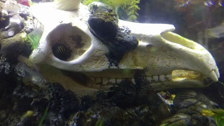 nerite snail in unicorn fish tank skull eye