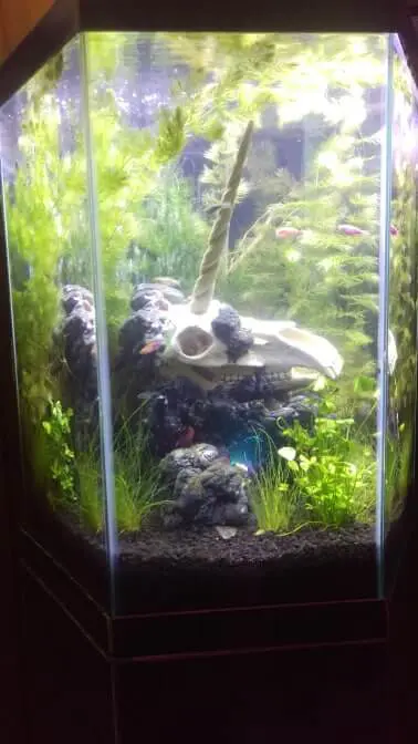 DIY foam fish tank background unicorn planted tank